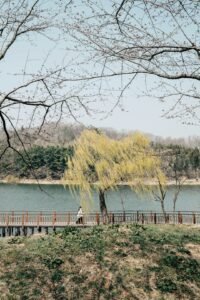 가평·양평 여행, 남이섬·아침고요수목원·두물머리로 이어지는 1박 2일 자연 코스