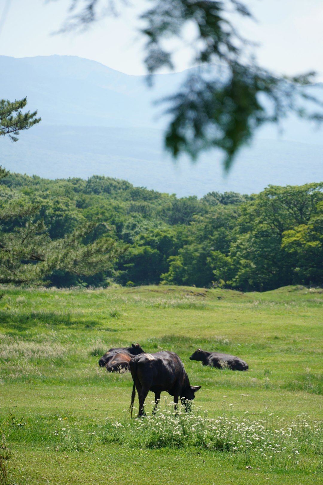 한국 목장과 초원 풍경