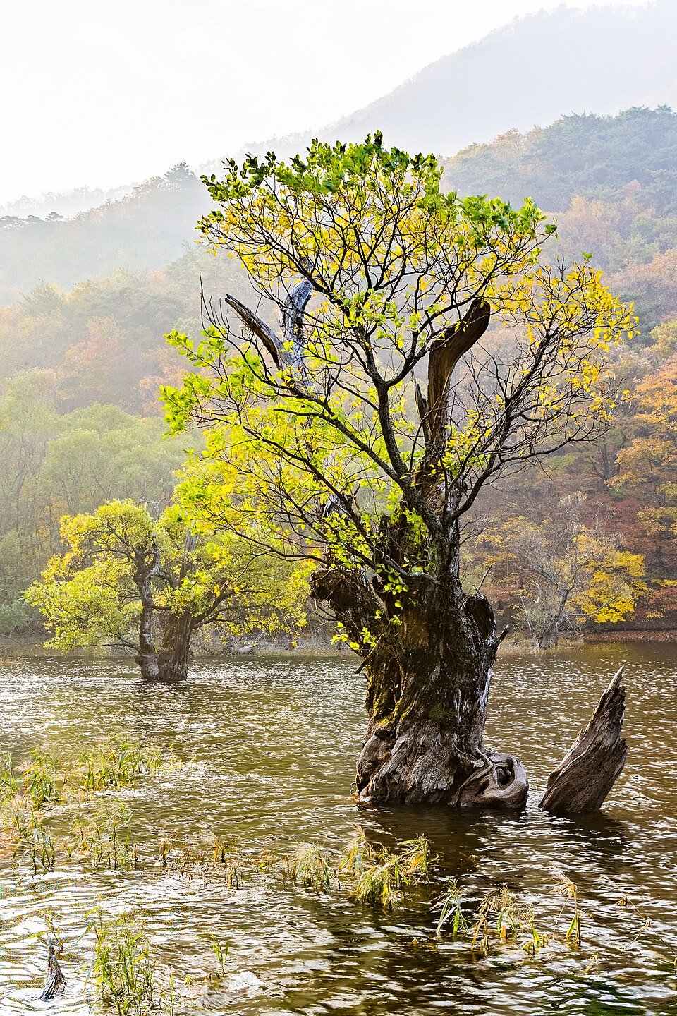 청송 주산지 저수지와 오래된 나무의 실제 풍경