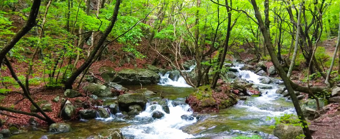 소백산 여행·등산 가이드
비로봉·철쭉·겨울 산행